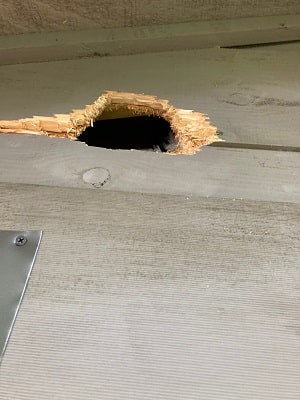 Raccoon in Attic Removal - Critter Control in Atlanta, GA - Raccoon